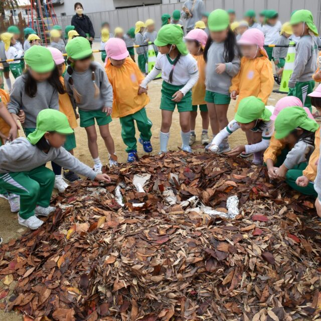 🍠みんなでつくった、焼き芋パーティー🍂焼き芋パーティーを園庭で行いました！3歳児さんは前日にお芋をきれいに洗い、当日の朝に4、5歳児さんが新聞紙とアルミホイルで大事に包んでくれました。そして、皆がお散歩で集めた落ち葉のお山に、3歳児と5歳児、2歳児と4歳児が手をつなぎ、包んだお芋をそっと入れ、優しく落ち葉をかけてくれまして。いよいよ火入れでは、子どもたちが「頑張れ！」と先生を応援。煙が立ち上ると、歌をうたい、「おいしくな～れ！」とみんなでおまじないをかけました。「目が痛い」「燃える匂いがする」と五感で感じる子もいれば、小さな子は燃える炎をじっと見つめる子も。できたてほくほくの焼き芋を、中庭に集まってみんなで「あま～い！」「おいしい！」とにっこり頬張りました。みんなでつくる楽しさを味わった一日でした。#わかば保育園 #大阪市 #生野区 #認可保育園 #社会福祉法人 #焼き芋 #秋の味覚 #食育 #異年齢交流