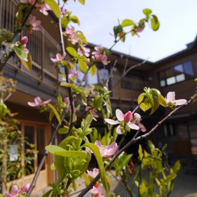 本日、午前中に入園式、午後には進級式を行いました。ご入園、ご進級おめでとうございます。🎊園舎の中庭では、入園や進級を祝うように果鈴（かりん）の花がきれいに咲いています。🌿✨新入園児の皆さんは、少し緊張しながらも嬉しそうな笑顔で門をくぐってこられました。😊進級した皆さんは、新しい名札を嬉しそうに見せてくれたり、お友だちとの再会を喜び合ったり。📛ひとつ大きくなったことを喜び、誇らしく感じている姿がとても素敵でした。🌟今日の喜びを大切に、今年度も子どもたち一人ひとりの個性を大切にしながら、笑顔あふれる毎日を過ごしていきたいと思います。🌈わかば保育園の新しい1年、職員一同、精一杯保育に努めてまいります。どうぞよろしくお願いいたします。#わかば保育園 #入園式 #進級式 #令和8年度 #果鈴 #かりんの花 #春 #大阪市 #生野区 #認可保育園 #社会福祉法人